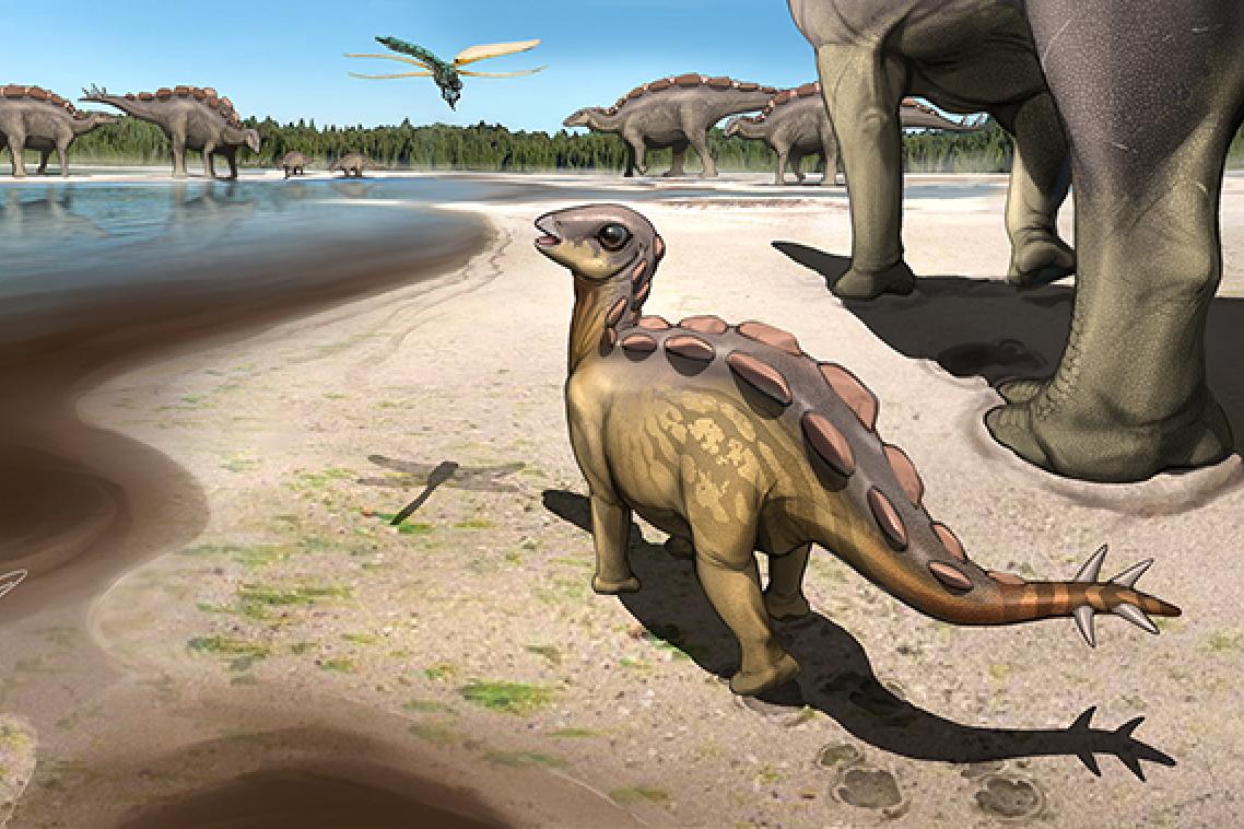 A life reconstruction of the stegosaur trackmakers and palaeo-environment of 110 million years ago. Image: Kaitoge