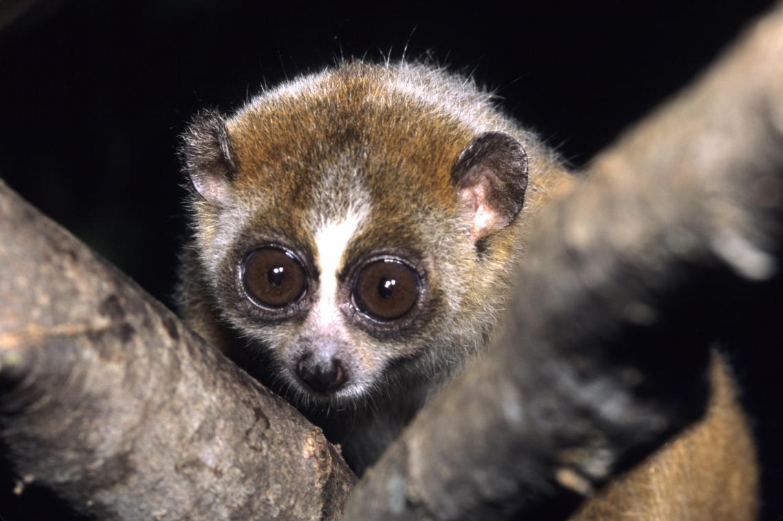 The slow loris ... its bite can induce allergy-like reactions in humans.