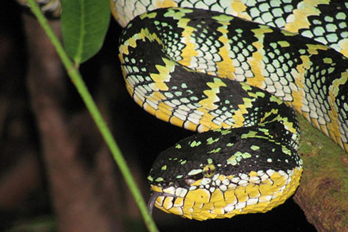 A temple pit viper from Gombak Valley, Malaysia (Credit: Scientistchic).