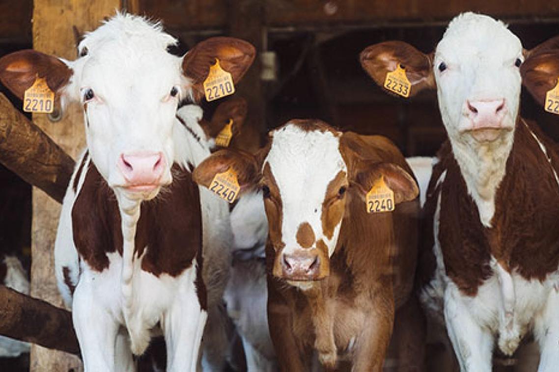UQ’s Centre for Animal Welfare and Ethics is working to improve animal welfare during farming, slaughter and transport