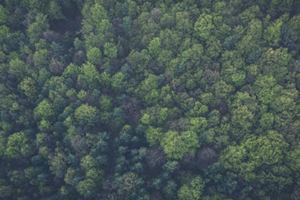 Wilderness: image from Pexels