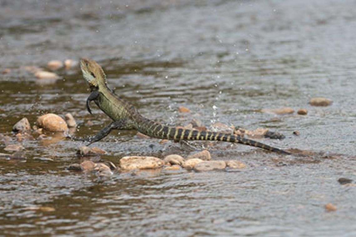 An example of an Australian lizard, in this case the Gippsland Water Dragon, running on two legs. (Credit: David Paul).
