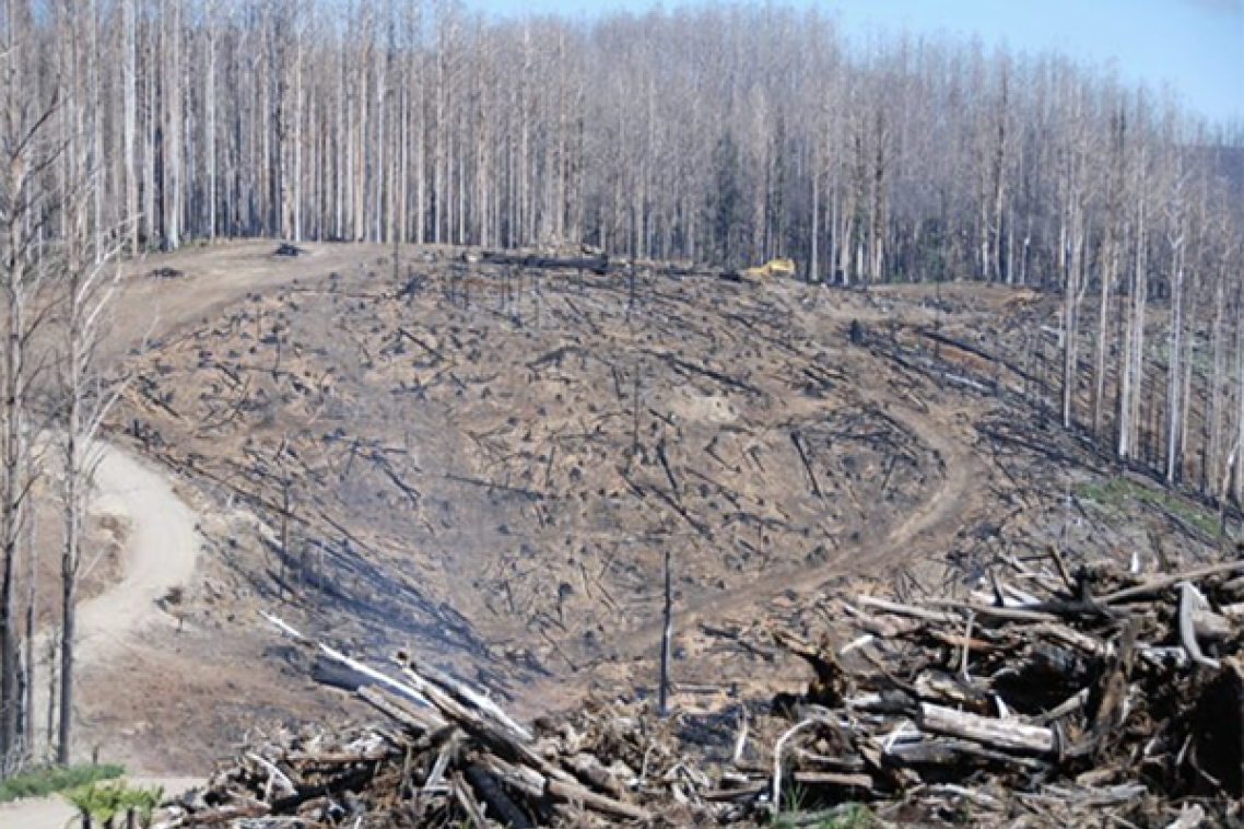 Salvage logging after the bushfires (Credit: David Lindenmayer)