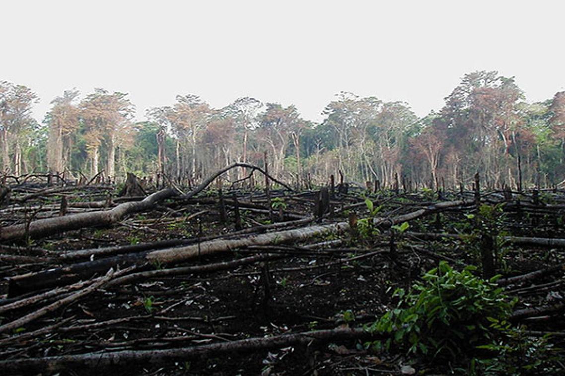 Environmental defenders help protect land, forests, water and other natural resources.