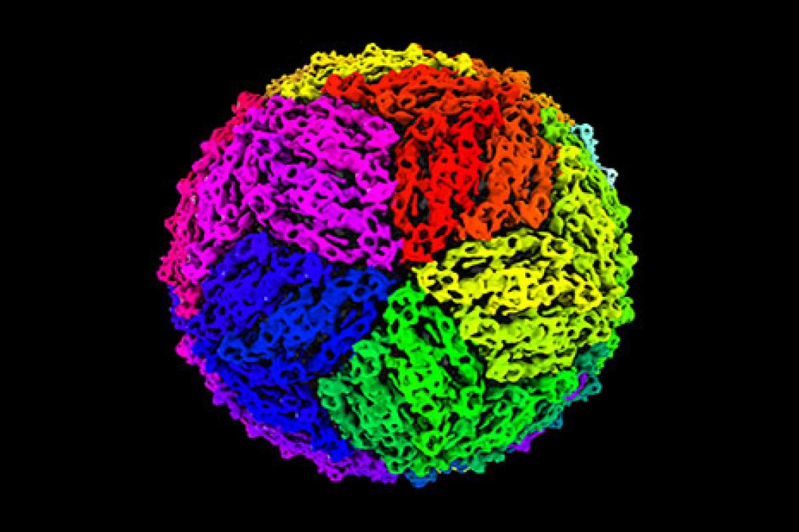 A 3D reconstruction of a chimeric viral particle