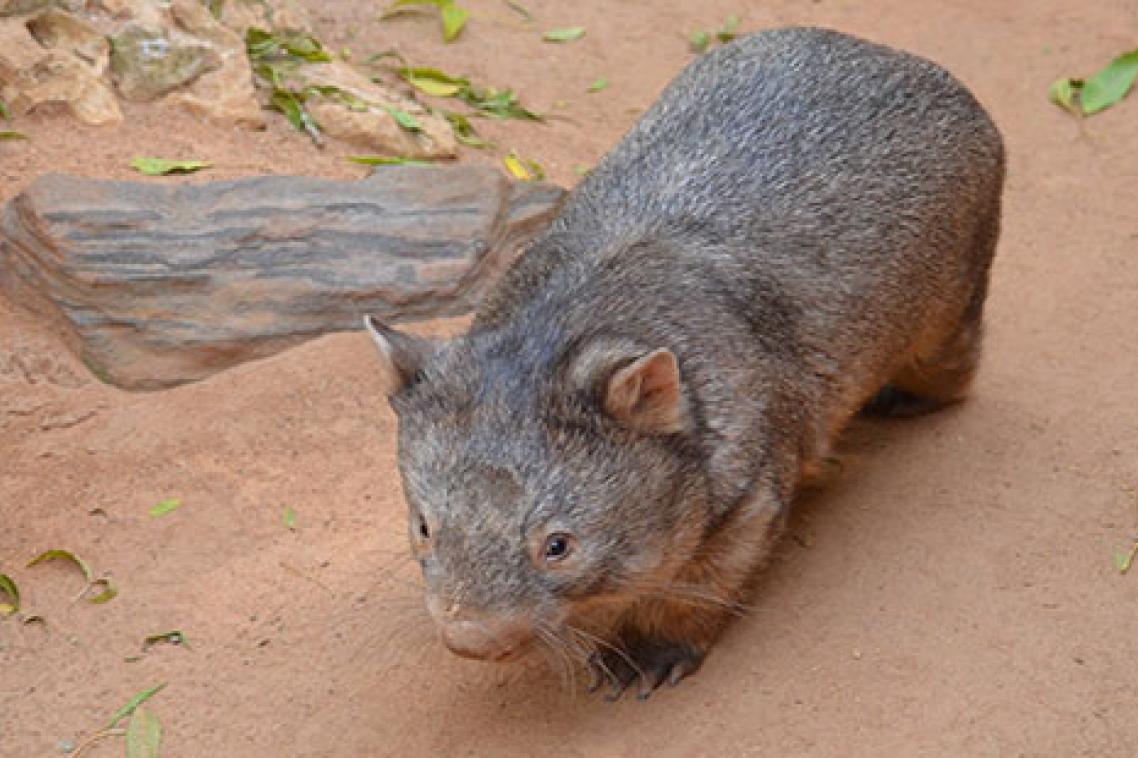 Wombat skulls seem to be changing to match their diets