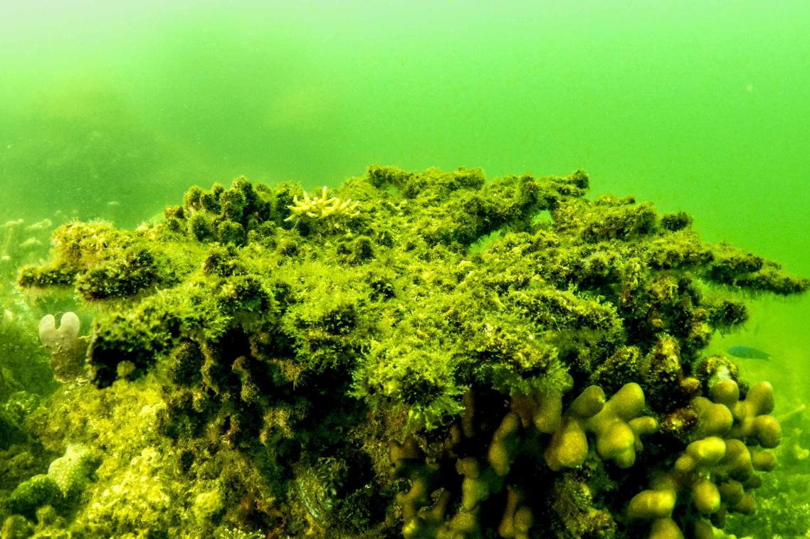 Reefs experiencing flood and poor water quality