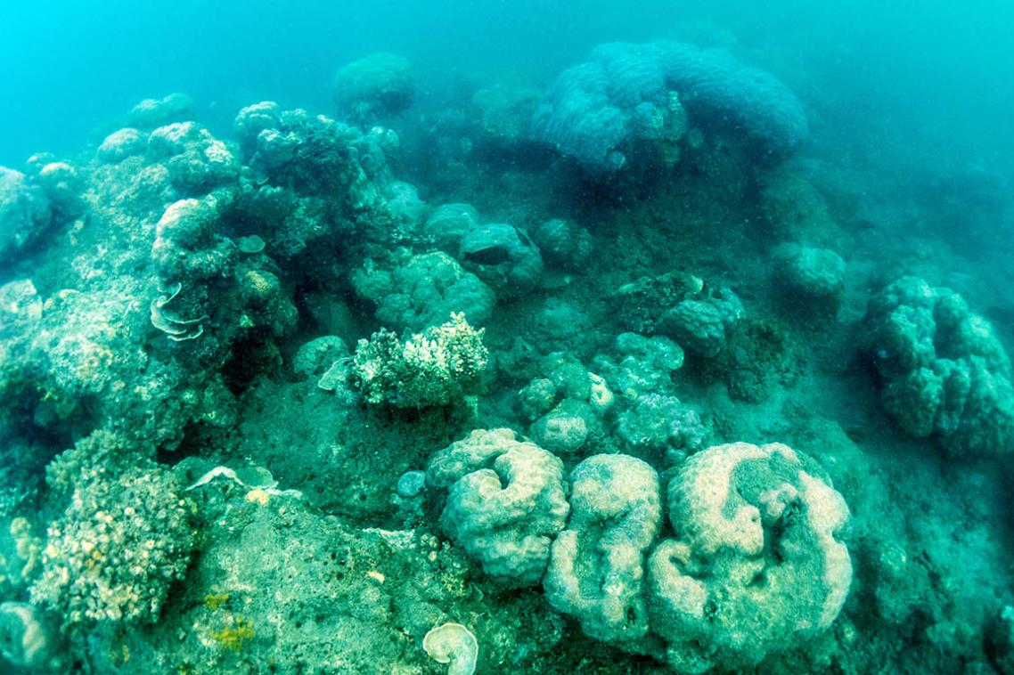 Broken and dead coral will be recycled to help protect and grow the Great Barrier Reef.