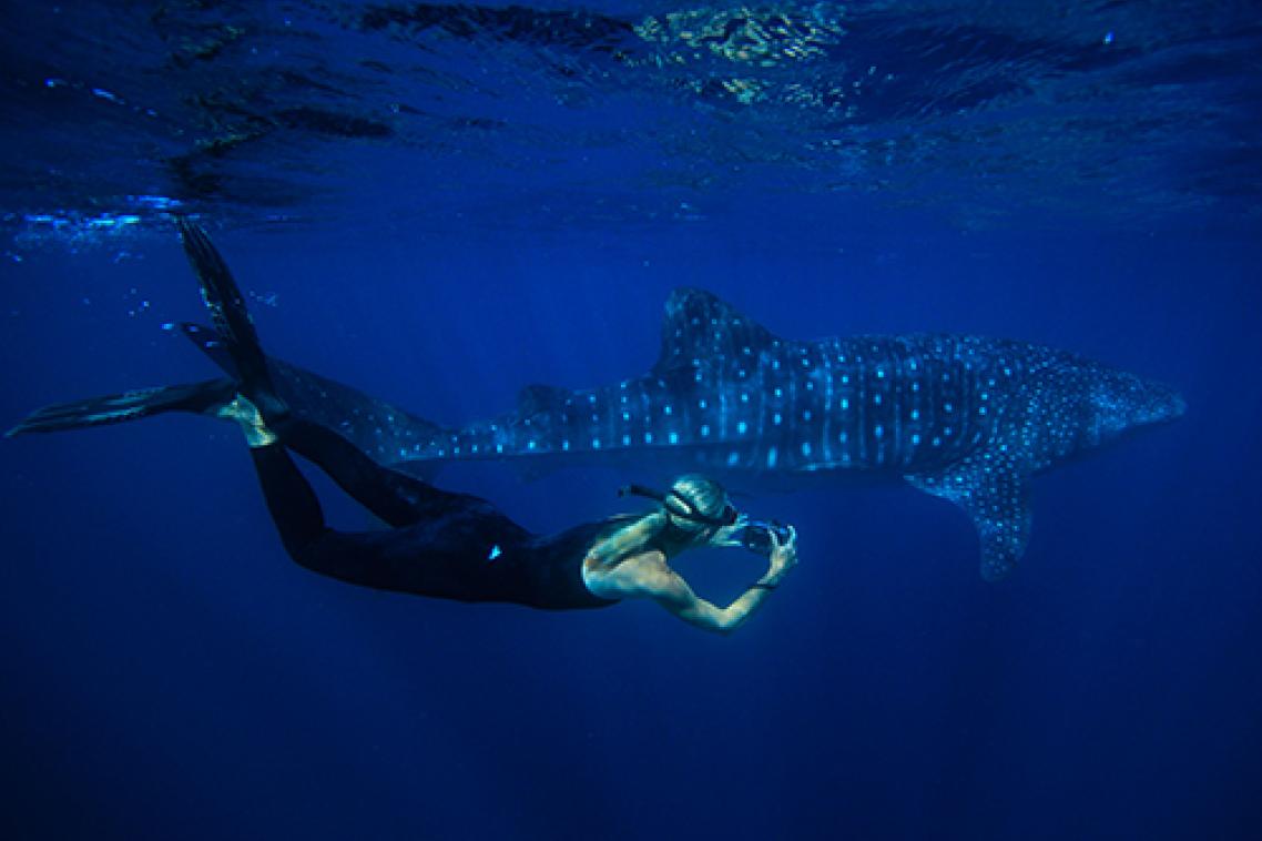 A researcher swims with a whale shark