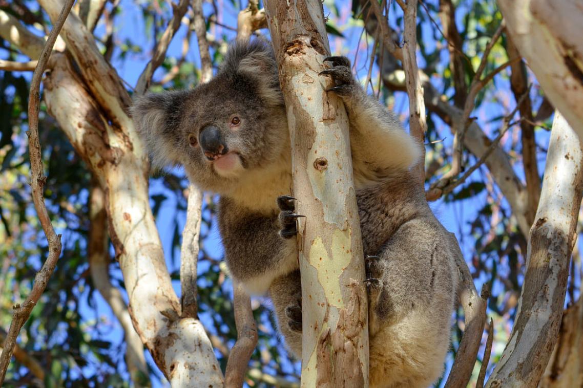 Koala-in-a-gum-tree