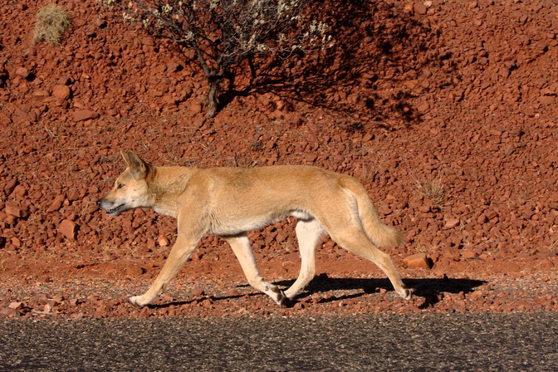 A-dingo-walking-through-an-arid-landscape