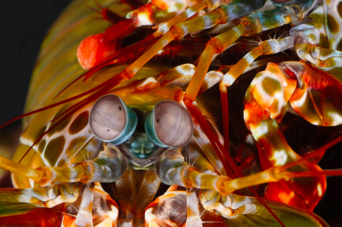 The mantis shrimp has inspired a new method of underwater navigation.