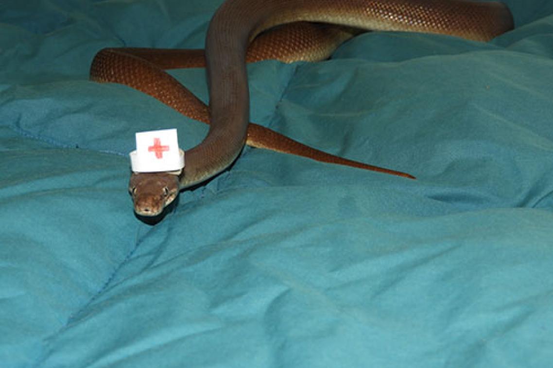 Pets can be especially vulnerable to snake bites