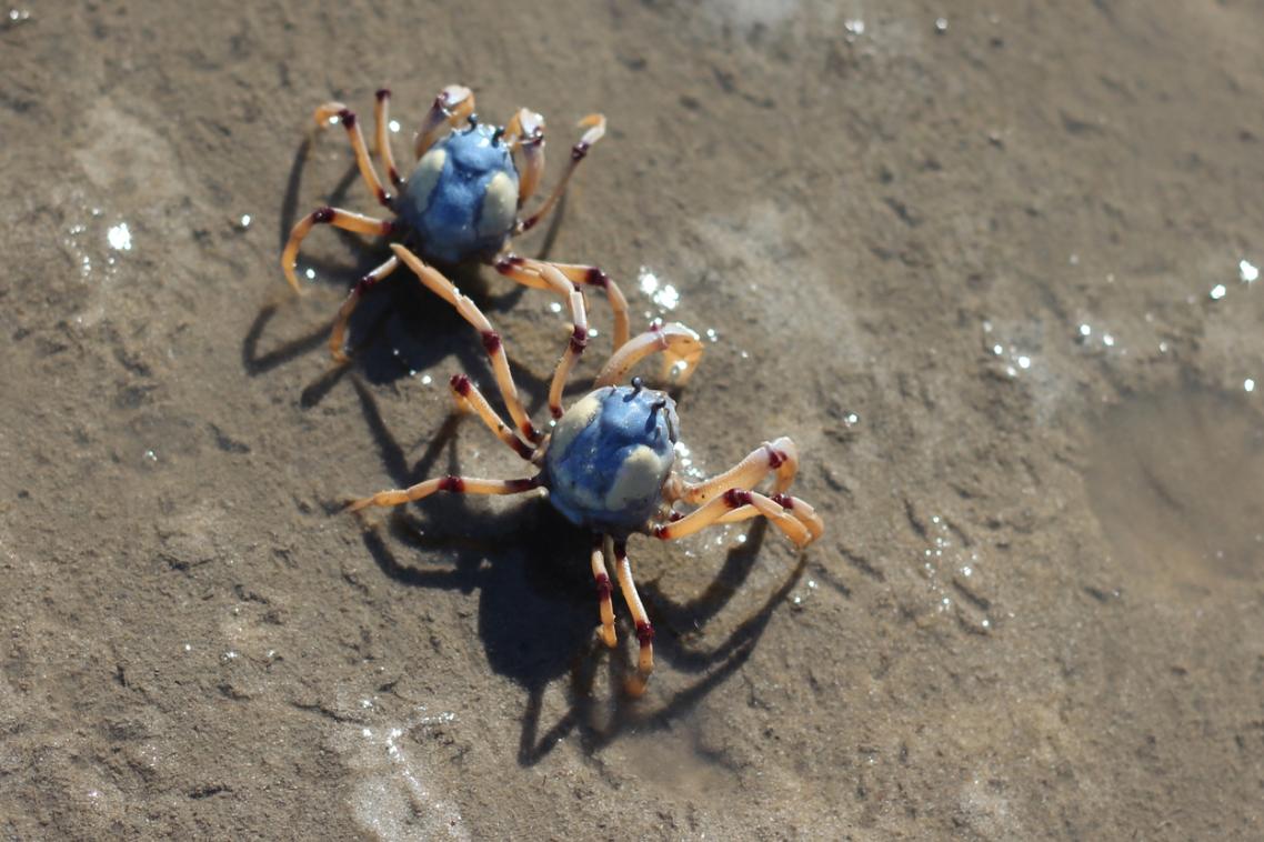 Soldier crabs are commonly found in Moreton Bay