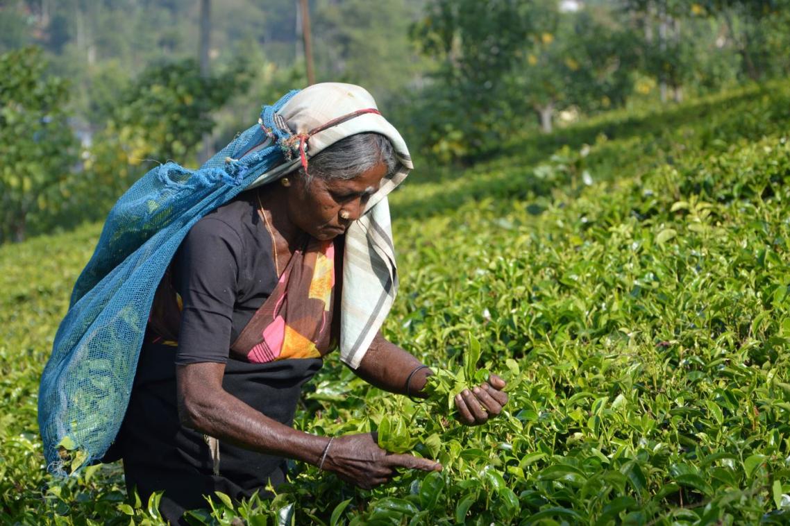 A Sri Lankan woman is pictured harvesting in a lush green crop