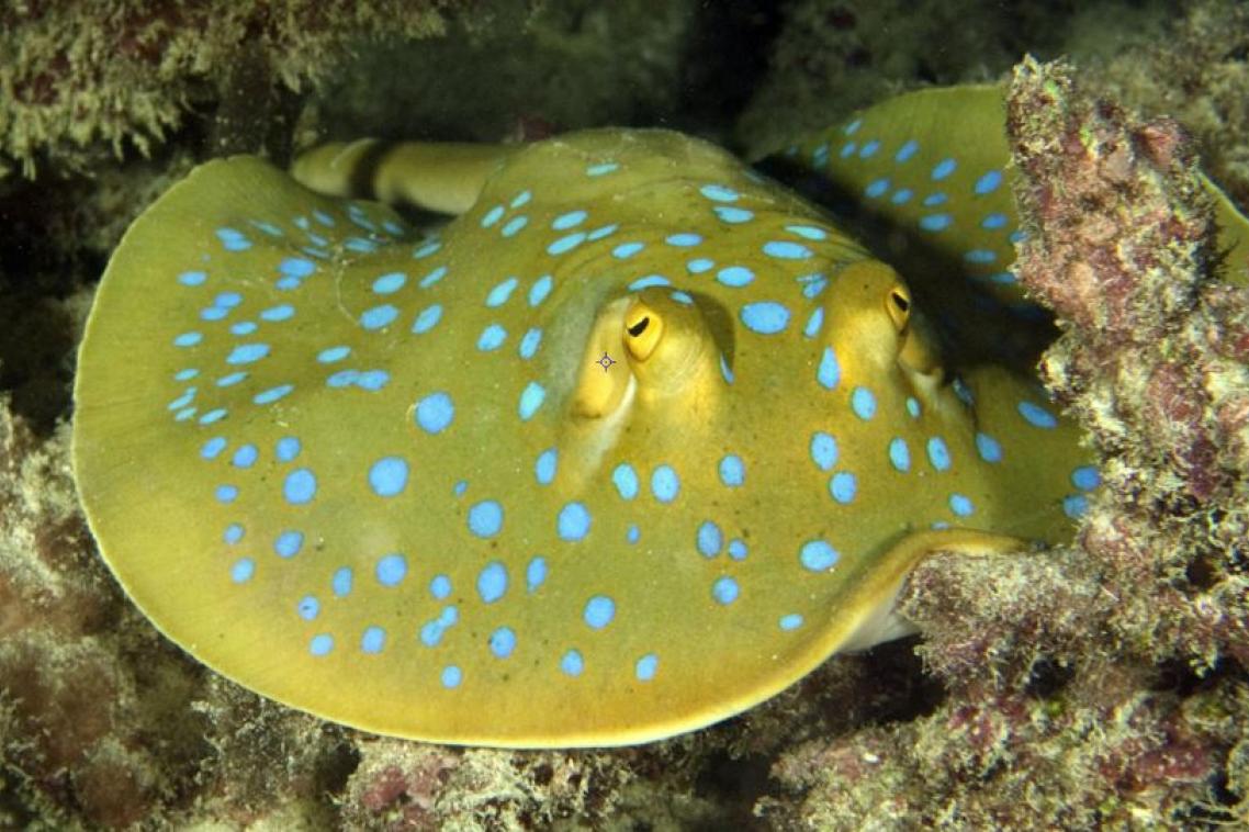 The ocean is Melanesia’s lifeblood, sustaining a diverse range of natural assets such as fish stocks, coral reefs and mangroves. Photo: Catlin Seaview Survey