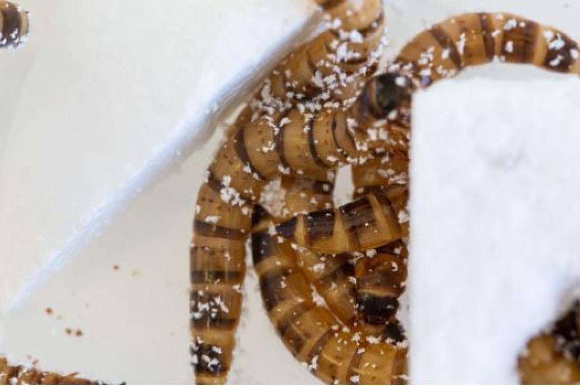 Superworms