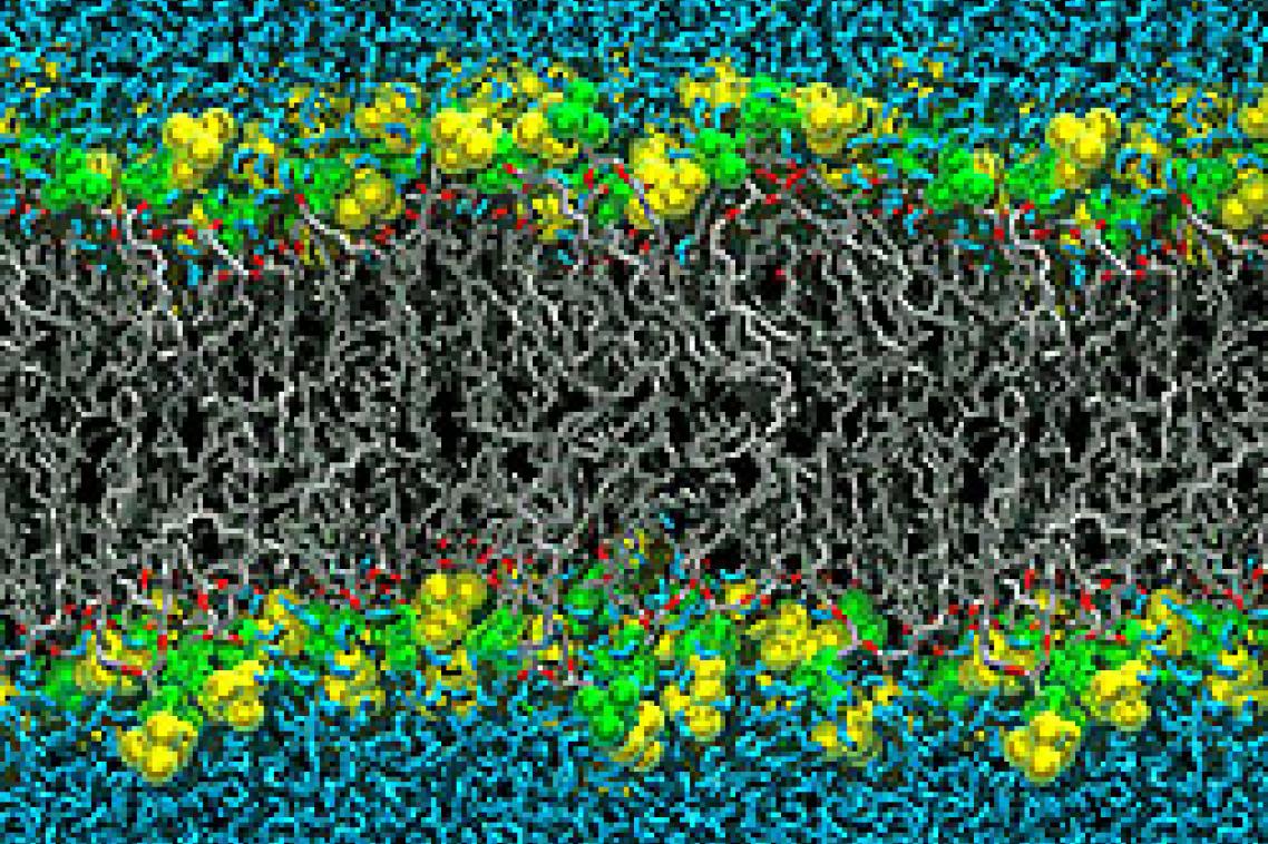A still from the animation created by Dr David Poger and Professor Alan Mark