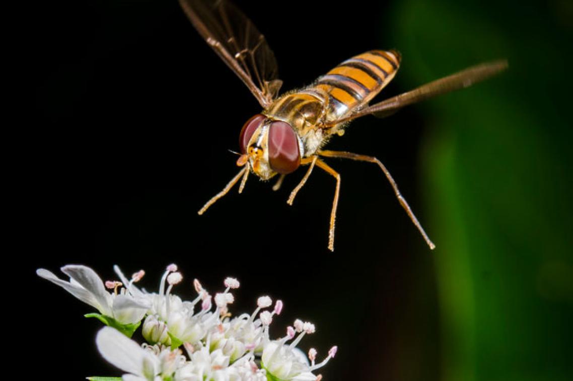 A syphrid fly visiting coriander flowers.