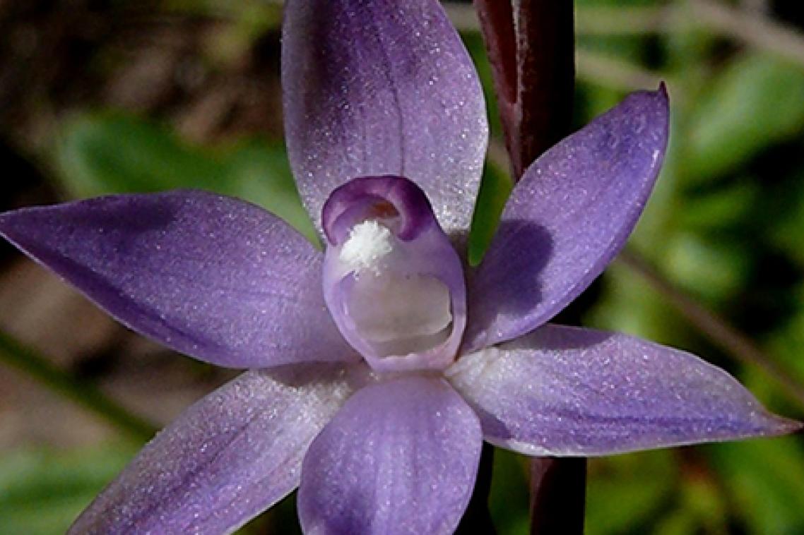 Thelymitra cyanapicata Fleurieu Peninsula. Credit: Bob Bates