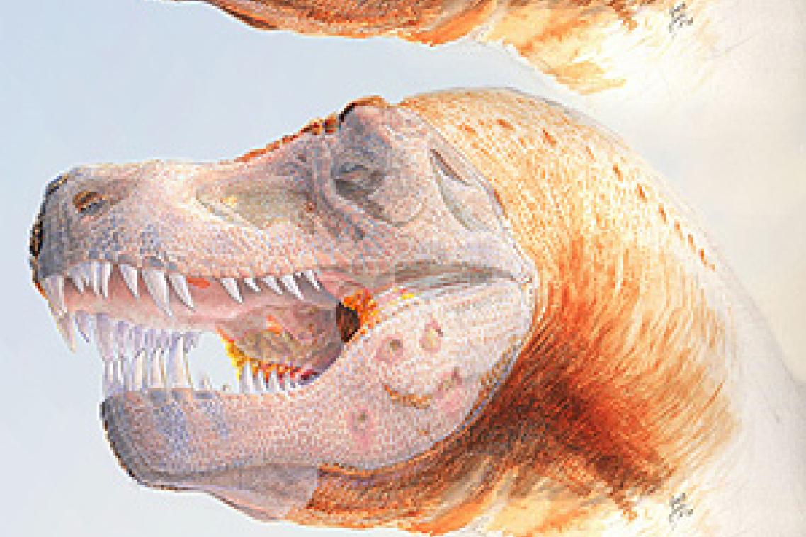Hypothesized reconstruction MOR 980, commonly known as the ‘Peck’s Rex'.
Illustration by Chris Glen, The University of Queensland.