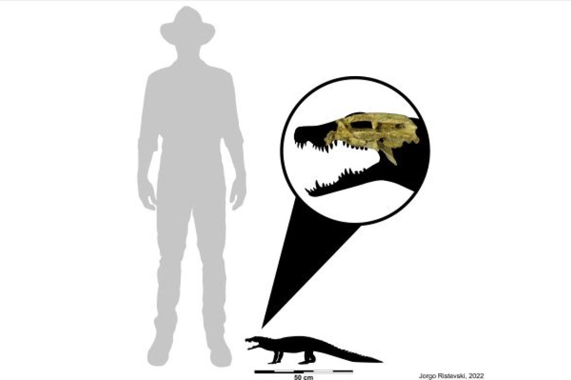 Illustration comparing the small size of the croc with human. Credit, Jorgo Ristevski