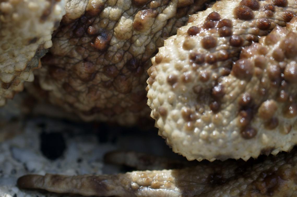 Chan Su is a traditional Chinese medicine derived from toad by-products.