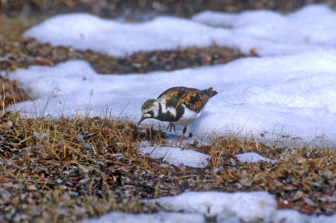 A Turnstone at a snow patch edge.