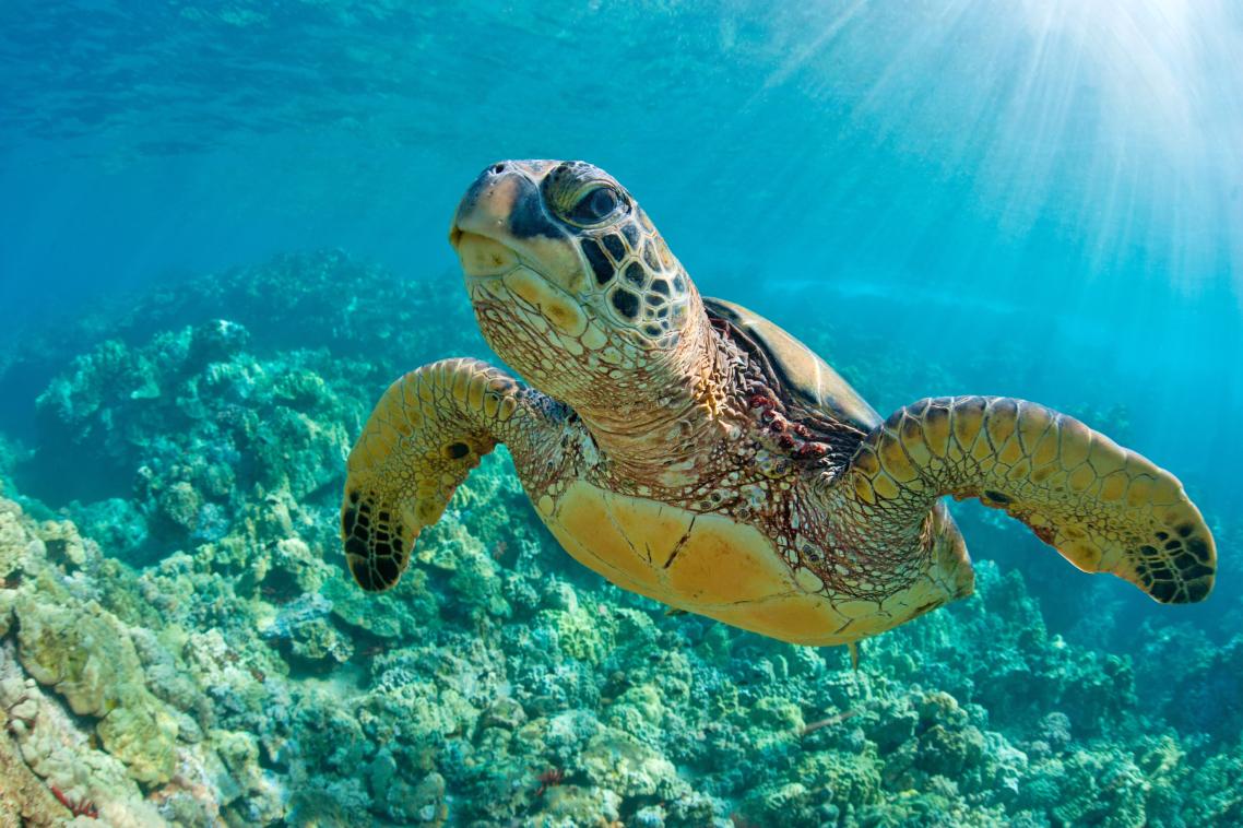 Turtles also ingested chemicals used in industrial products such as adhesive, sealant and lubricant