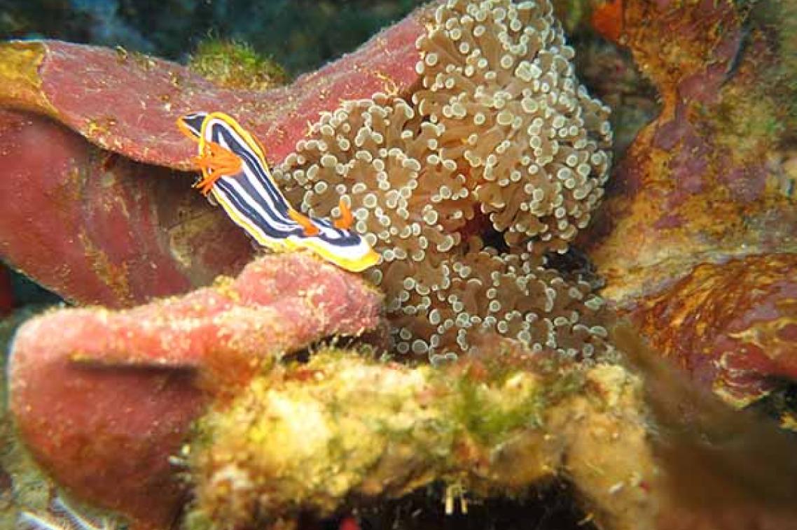 A brightly coloured fish swims over a coral from the "twilight zone'.