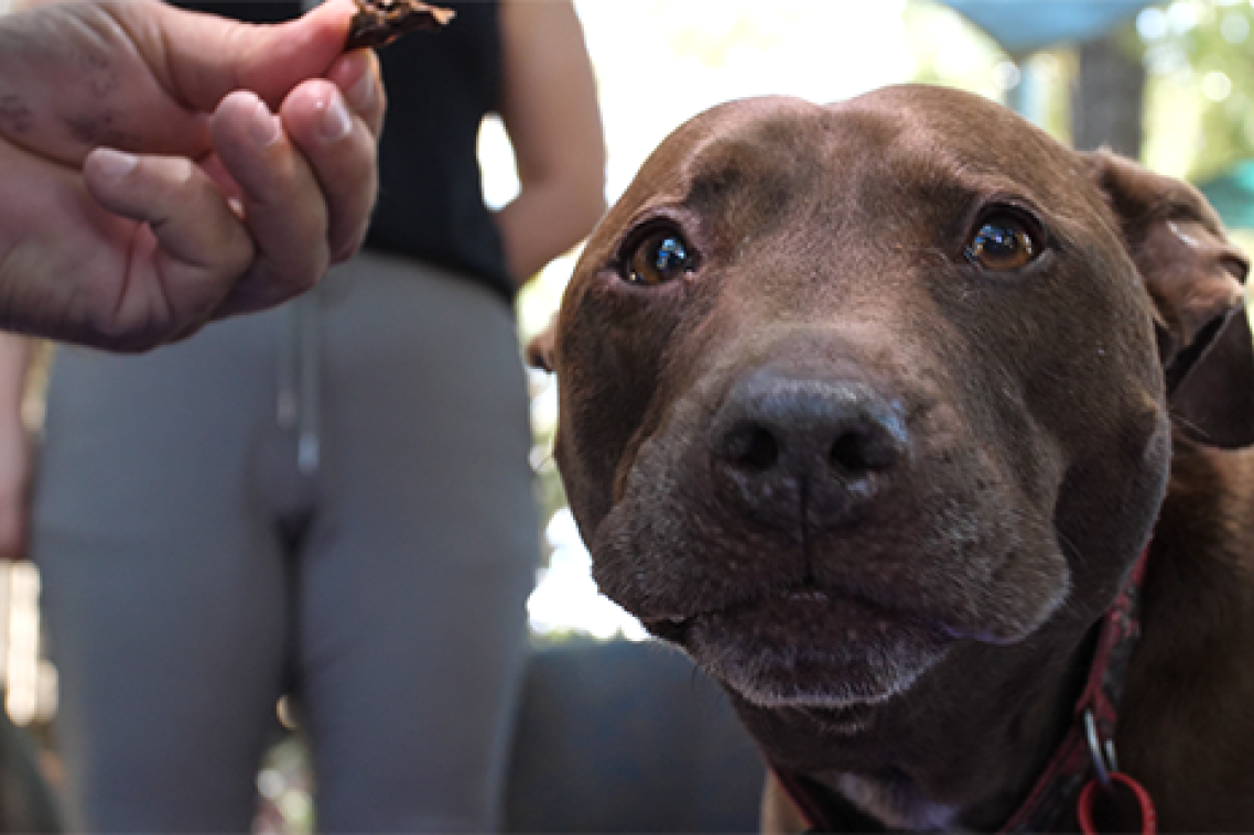 UQ Canine Co-Counselling therapy dog Rex
