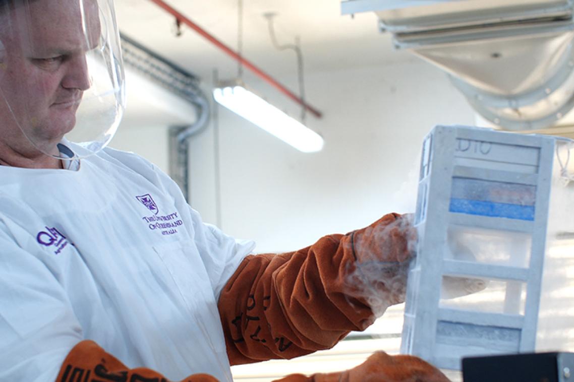 UQ's Chris O'Brien with cryopreserved avocado shoot tips