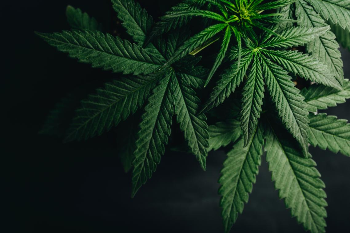 Cannabis leaf