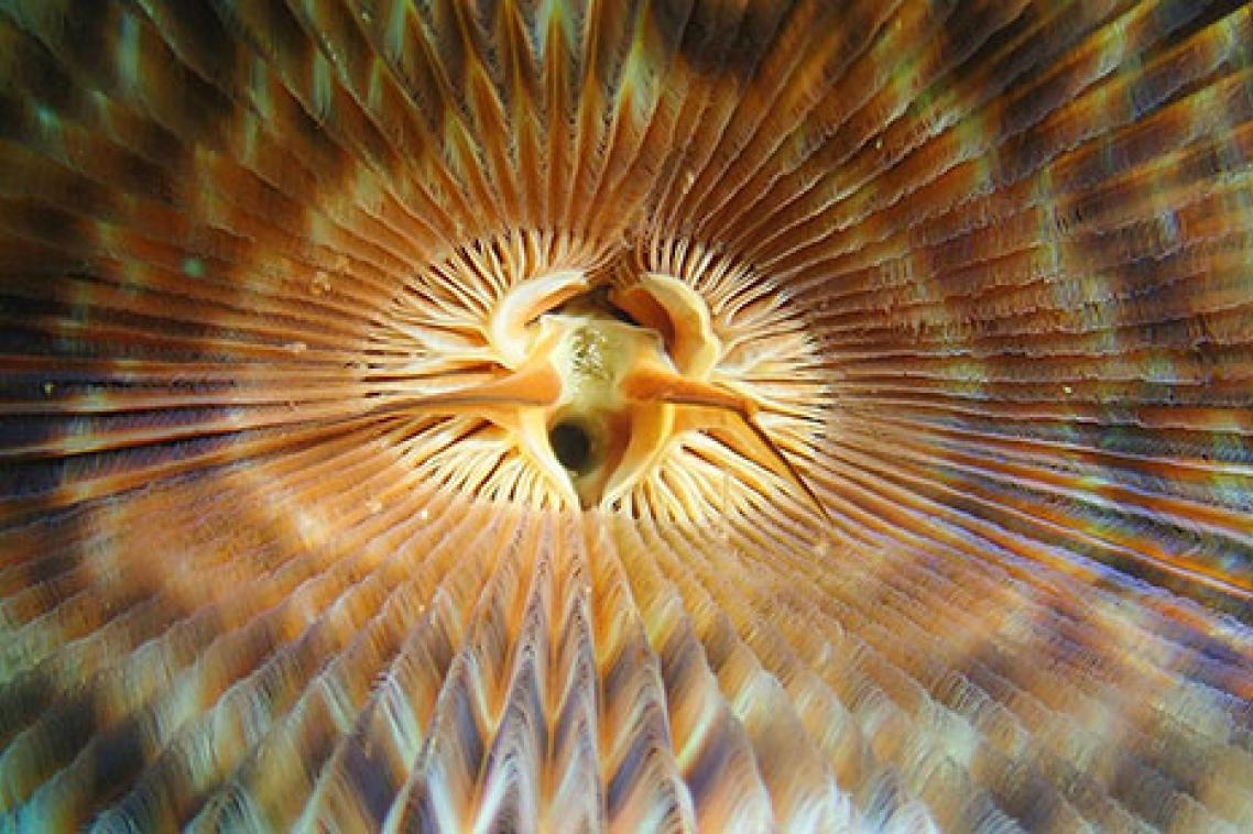Mel O’Callaghan, Centre of the Centre 2019, digital still, courtesy the artist and Kronenberg Mais Wright, Sydney; Galerie Allen, Paris; Belo-Galsterer, Lisbon