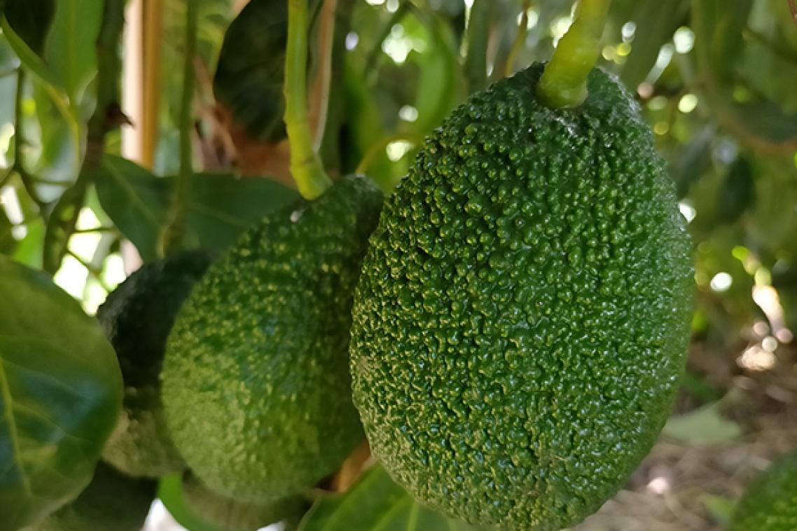 Avocados hanging from a tree
