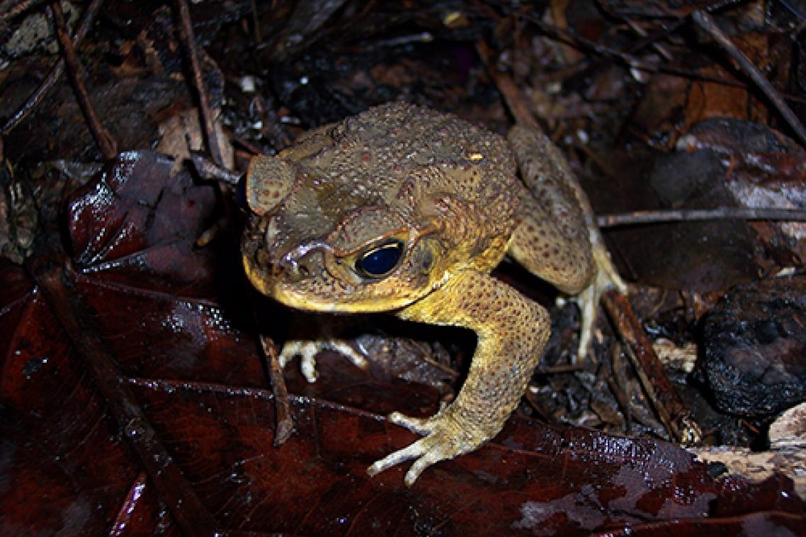 cane toad