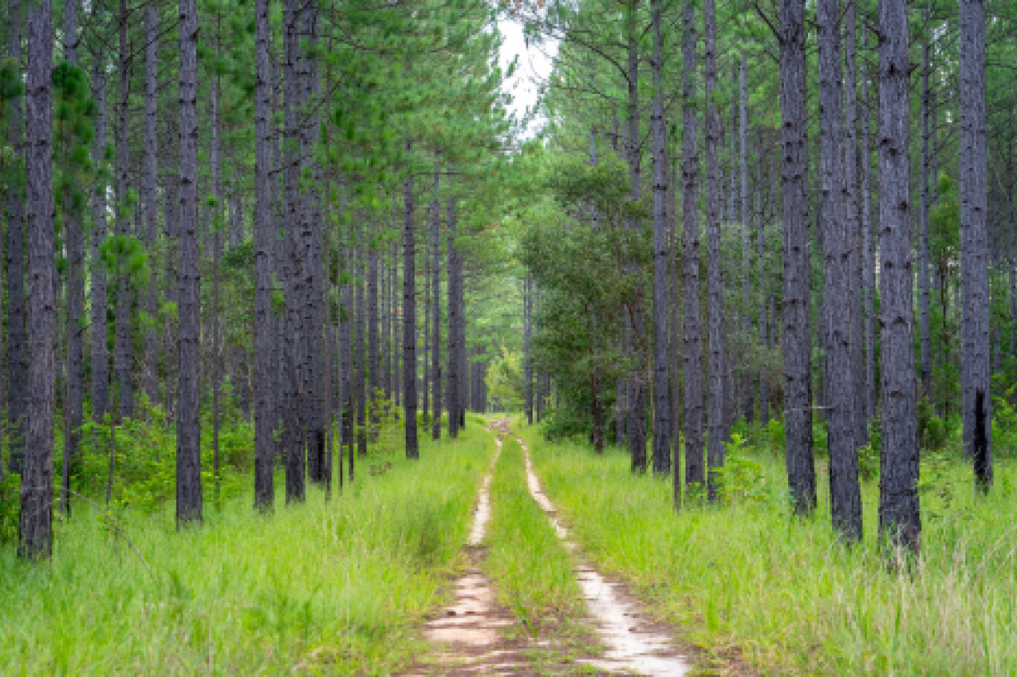 Pine tree forest
