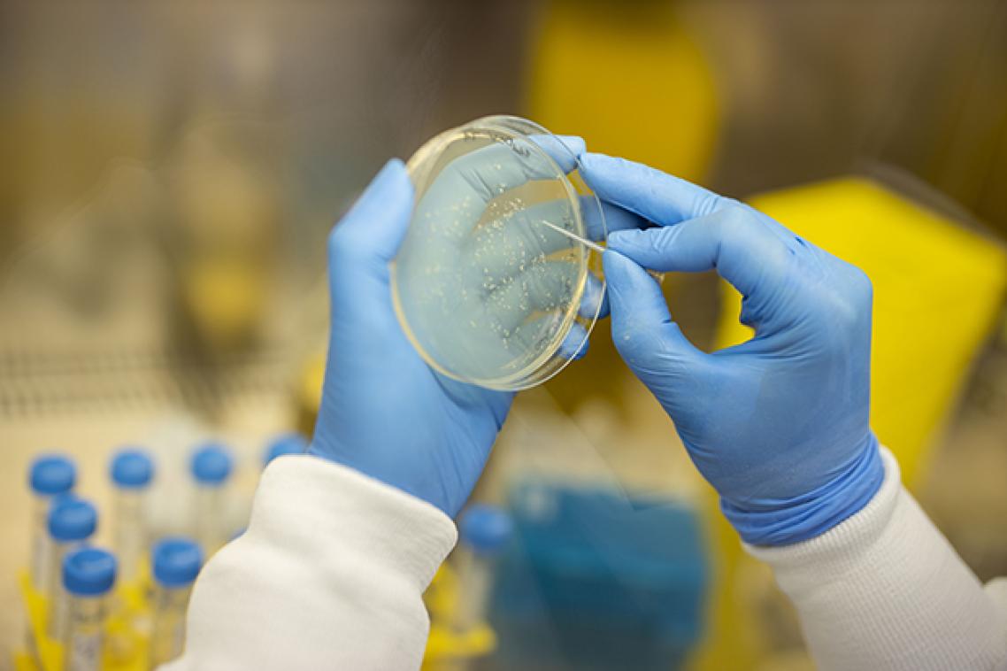 A pair of hands in surgical gloves examing a petri dish