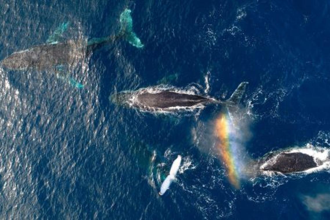An aerial photo of a pod of whales in dark blue water, with part of a rainbow visible.