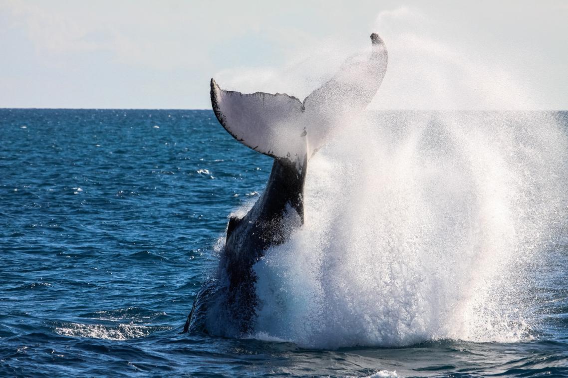 Marine Mammal Forum: Sharing Scientific and Traditional Knowledge. (iStock photo)