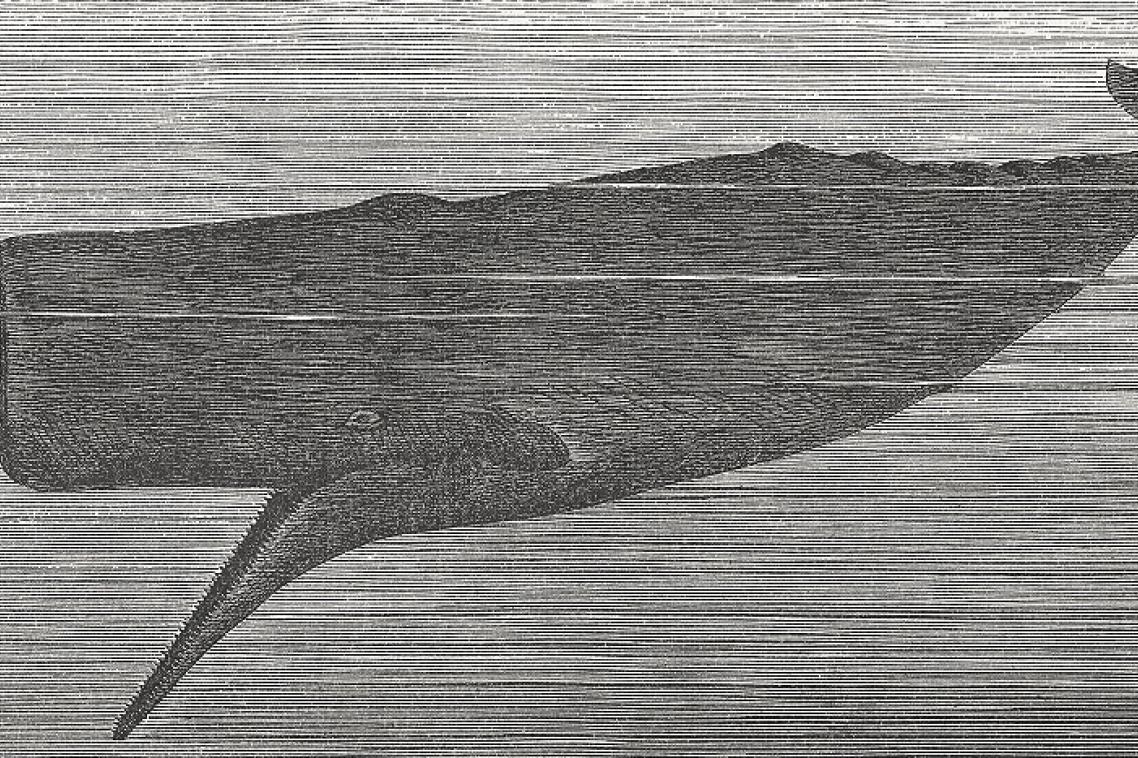 A 19th century whaler originally proposed the hypothesis on the battering ram function of the sperm whale head. Image: iStock