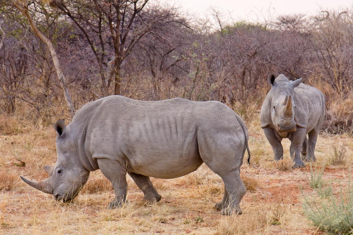 White rhinos in Namibia Ikiwaner