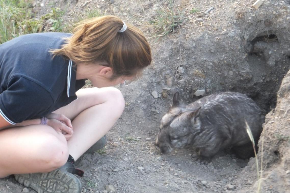 Dr Alyce Swinbourne with a wombat