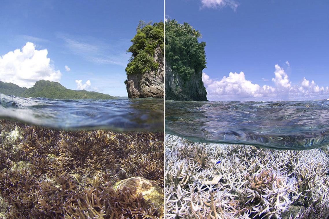 A before and after image of the bleaching in American Samoa: XL Catlin Seaview Survey.