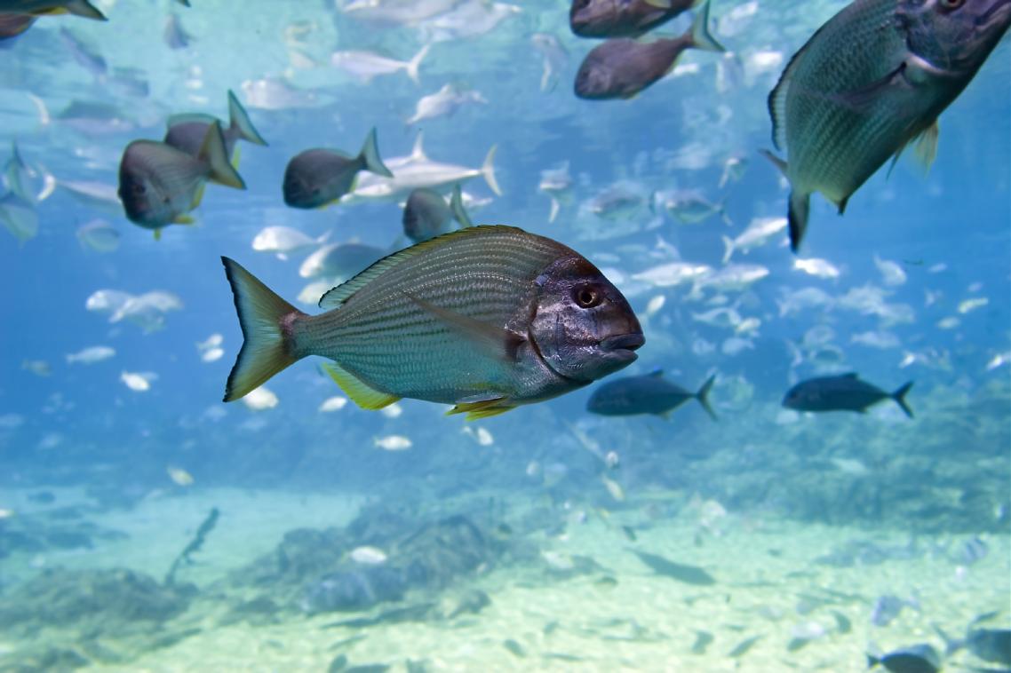 Tarwine, a fish commonly found in South East Queensland estuaries and rocky or sandy coastal areas.