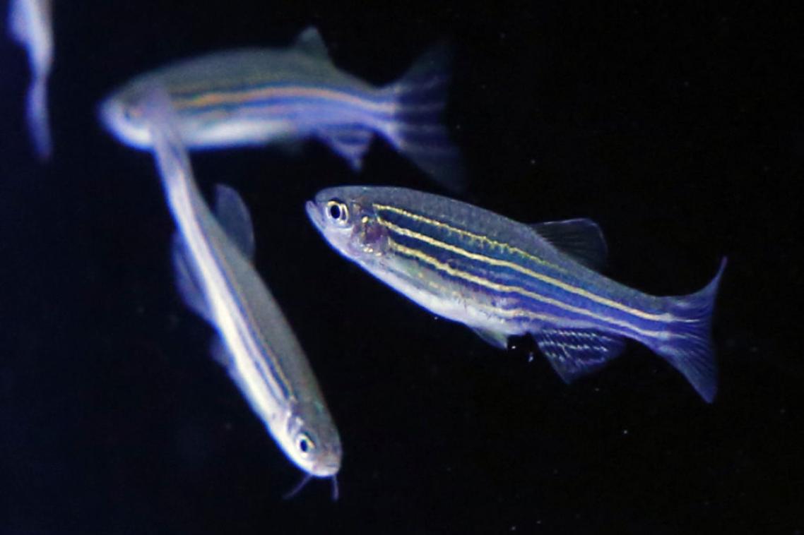 Humans and zebrafish share neural networks and pathways that can produce hypersensitivity to sound. Getty.