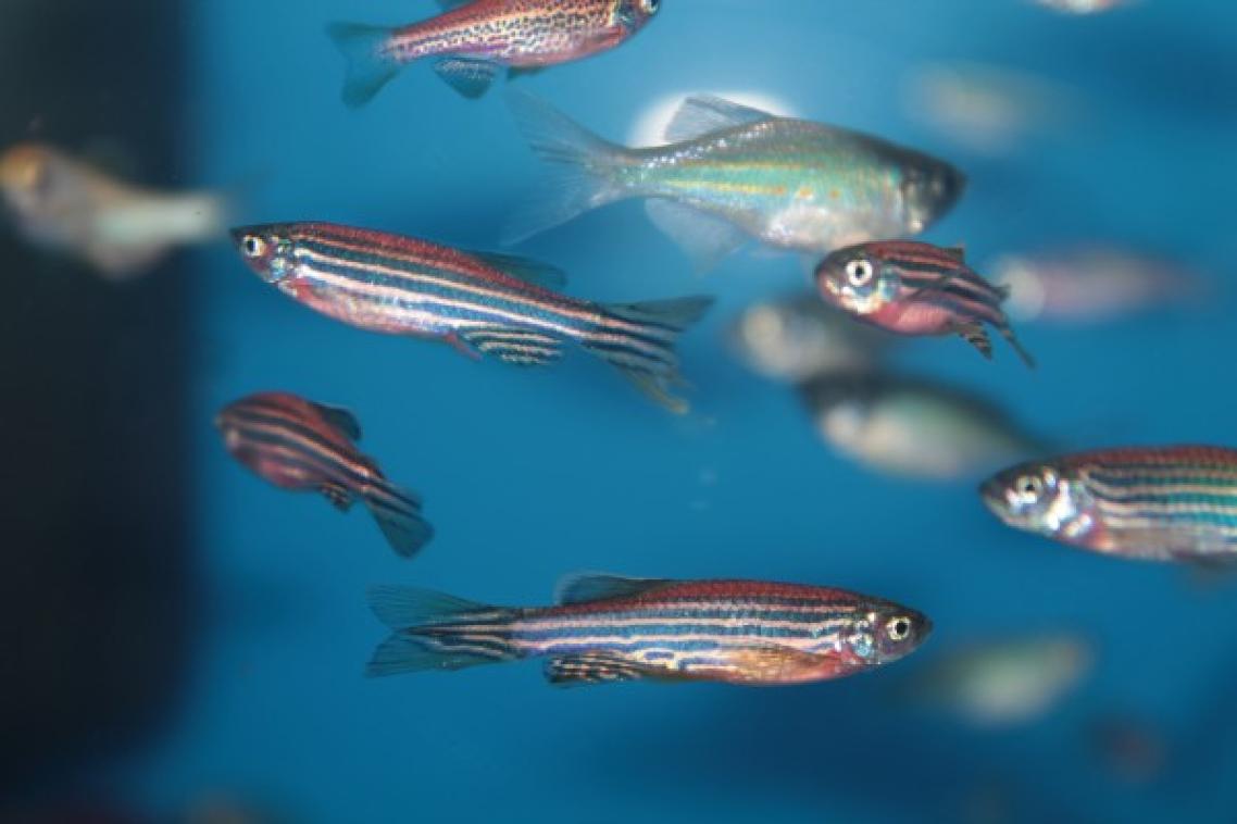 Zebrafish swimming in water.