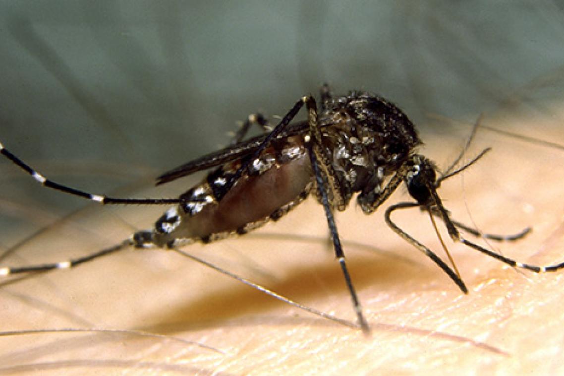 Aedes vigilax. Credit Stephen Doggett (NSW Health Pathology)