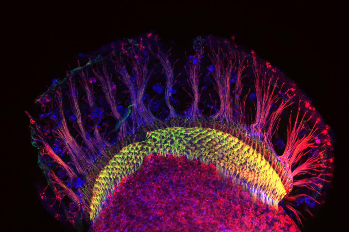 Joshua Li's 'Biological hardwiring’ - neurons in the developing visual system of a fruit fly. 2017 NHMRC Science to Art Award winner.