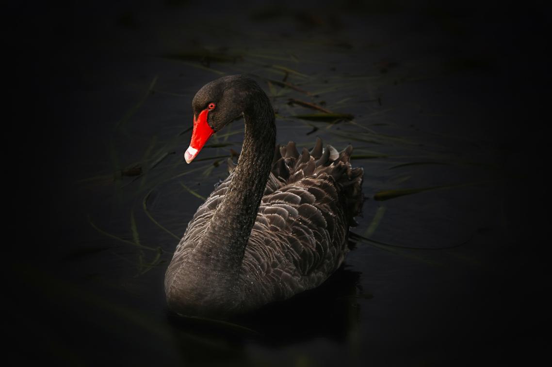 Stock image: Black swan